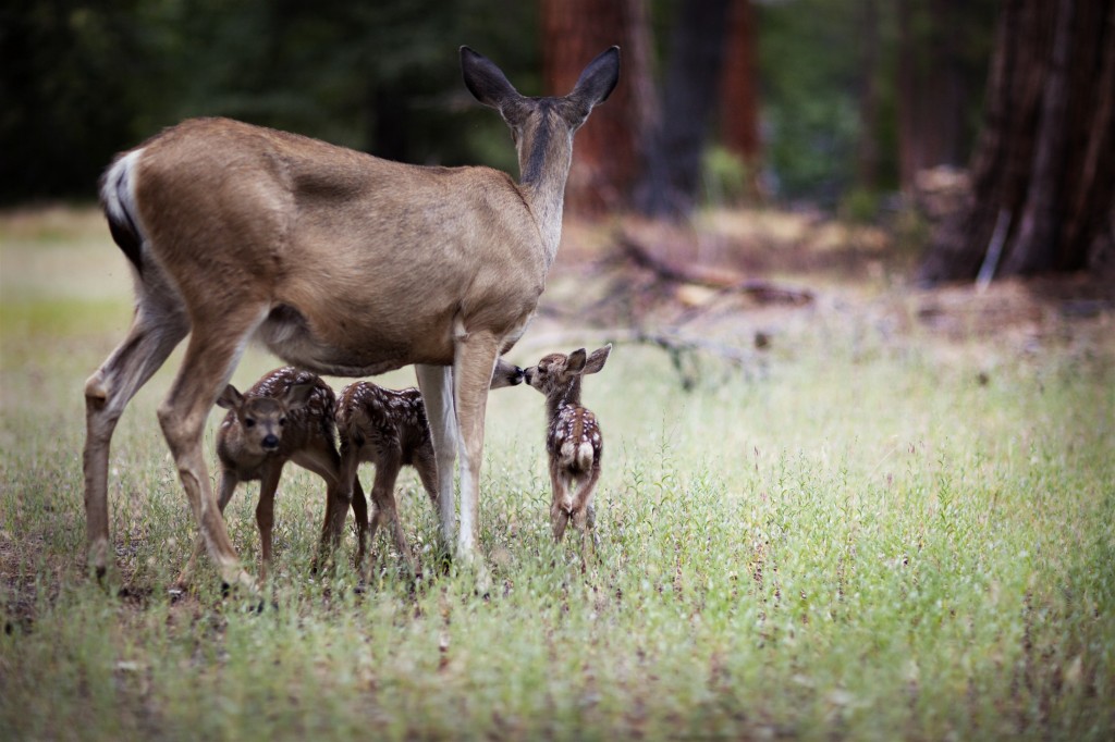Newborn baby deer 3
